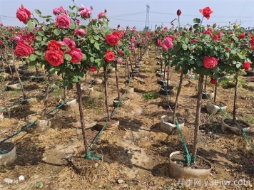 月季树可以移栽吗？要注意什么你都知道吗？