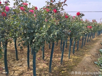 树状月季气象病害的防治