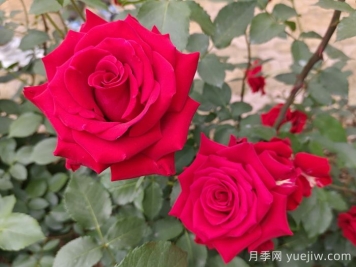 香水月季栽培中如何修剪养护？