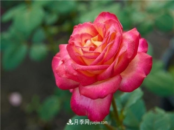 月季花到了冬天也不能松懈，做好这几点，开花量增加不少