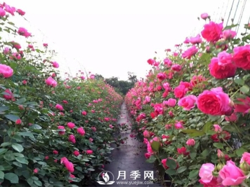 多季开花的藤本月季 这样修剪