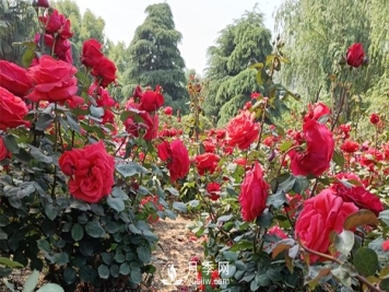 中原月季的物候四个时期