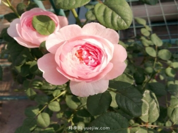 养月季，避开3大雷区，否则白费精力