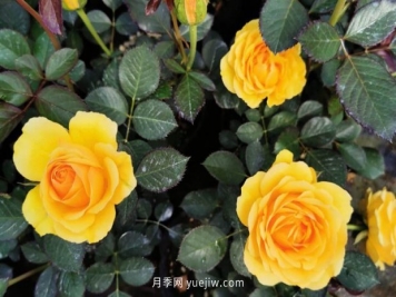 可爱的黄色系狮子座月季