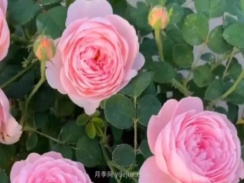 教你养好月季的3大配土大招，花开不断