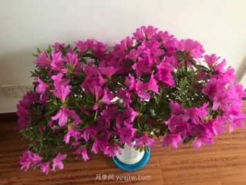 5种公认的必死花卉，实在是太难养了