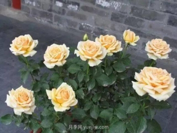 夏天月季养护4大“禁忌”要牢记，一定要注意