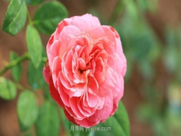 月季出现盲芽的成因和治疗方法