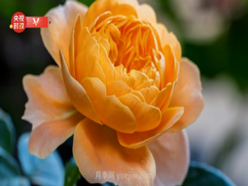 共享生态美景 助推乡村振兴——走进南阳月季博览园