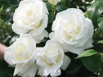 珍妮莫罗月季Jeanne Moreau推荐