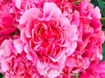 入冬了树状月季花该怎么修剪？