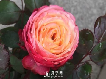 浪漫比克月季推荐