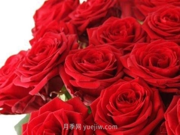 玫瑰、月季有区别？原来这么容易区分，一看就懂