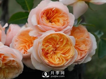 南阳月季已有千年历史，外国人都知道，但许多人不知道！