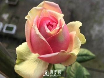 火龙果月季推荐