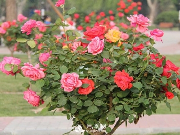 山东树状月季养护、管理需要这六要素