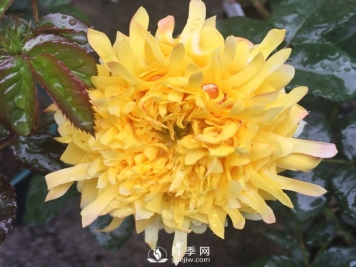 烟花波浪月季推荐