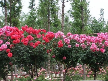 新乡树状月季城市中广泛应用，打造美好环境