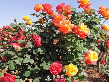 要想建立月季园，栽培技能需要知道这些