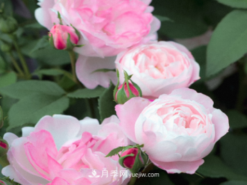 解析月季在什么环境中长势好？