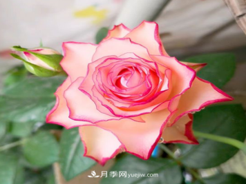 个性而不失优雅——旋转木马月季