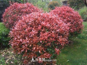 常用绿化苗木国槐和白蜡价格分析