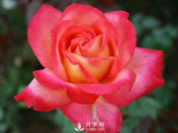 月季网介绍嫁接月季的方法