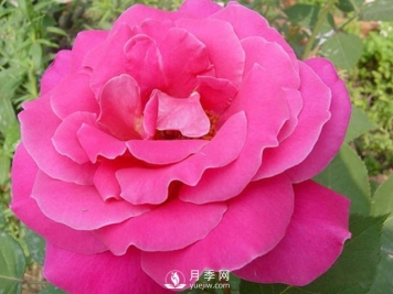 月季的栽培育苗技术分享