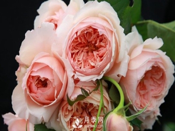 盆栽藤本月季怎么施肥，以下技巧来学习吧