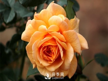 盆栽月季树插穗、新栽苗、生长期如何修剪？