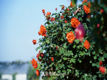 浙江长兴万余株月季花海迎风开