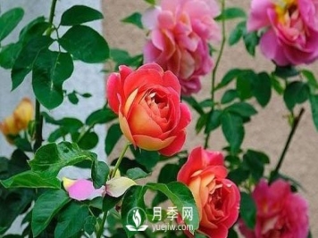 德州大花月季在日常中，怎么嫁接育苗和管理？