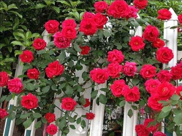 藤本月季依开花习性分一季性开花和经常开花两大类