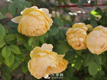 月季新叶卷曲枯萎？南阳月季公司告诉你原因