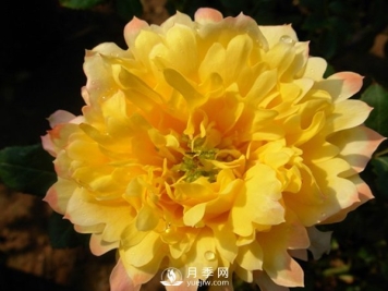 月季叶片发黄不止一个原因，不对症处理后果很严重！