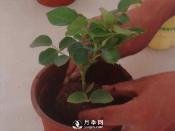 盆栽种植树状月季要怎样选择花盆和盆土？