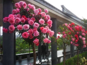 春天月季只长叶子不开花是哪里养殖出问题了