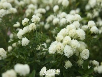 第一次入手钻石玫瑰也就是微型月季了，它的养护技巧都有哪些？