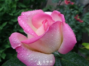 微型月季怎样养殖可以更好的开花