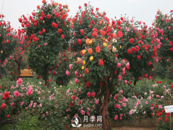 南阳月季品种如何选择不容易死？