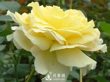 要想种好月季需要谨慎处理好哪些问题？