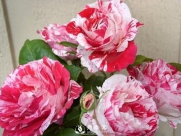 月季种植期的养护，和玫瑰的方法一样吗？