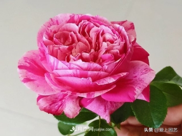 藤月盘扎时经常扎的手疼，推荐无刺的藤本月季品种