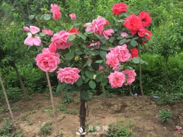 多色树状月季，在嫁接时候要注意的小细节