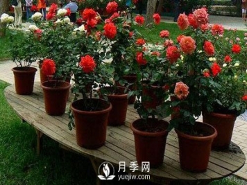 南阳月季成活阶段要如何管理？