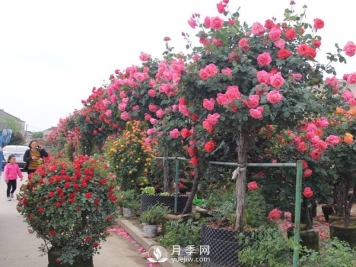 南阳树状月季冬季长小芽要怎么办？