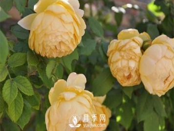 发酵农家肥不彻底对南阳月季花有什么影响？