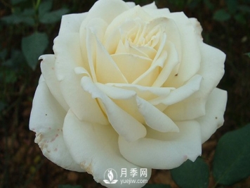 南阳大花月季早春管理注意事项介绍