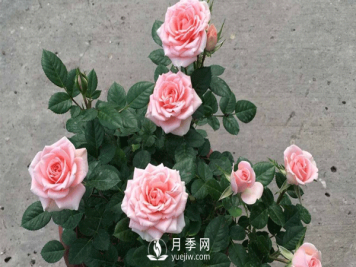 养护好月季必须保持通风良好，排水良好和温度适宜