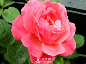 想种月季没有经验？来看看月季网分享的攻略吧